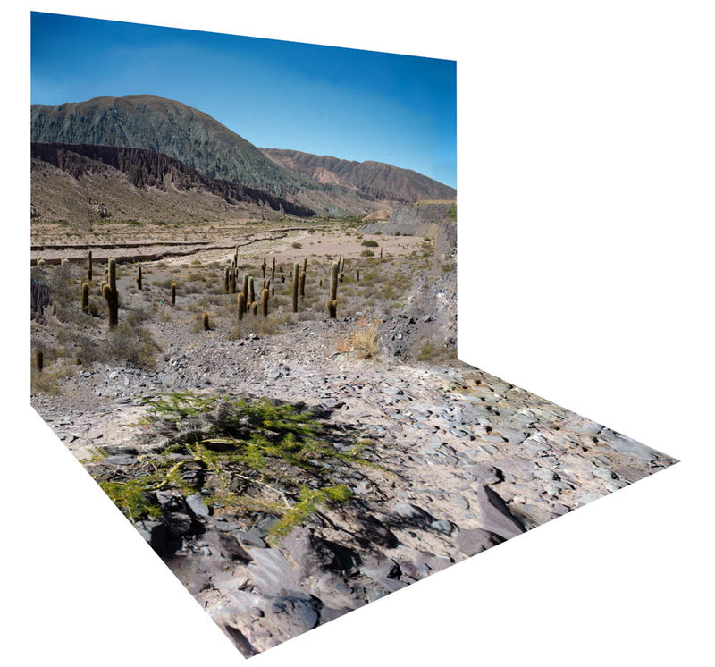 Argentina Cactus 4 - photography backdrop - a ready to hire digitally printed sustainable photography background